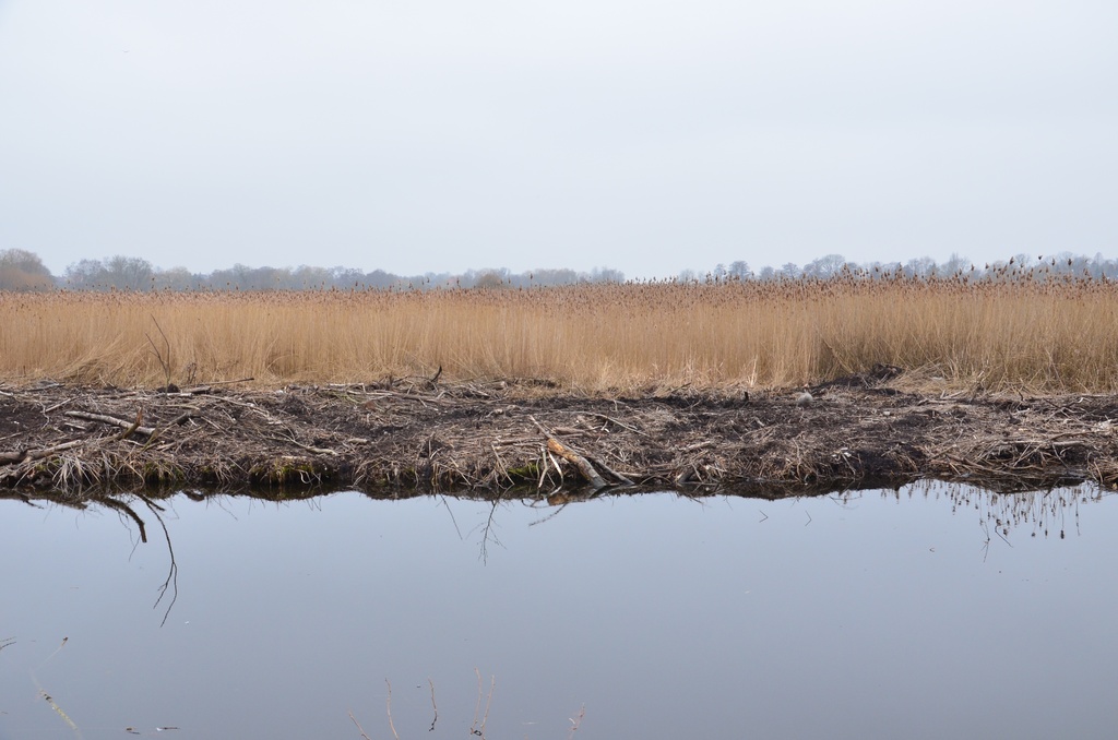 2018-04-14 Copenhagen/Utterslev Mose/DSC_0172.JPG